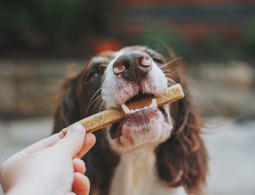 THE IMPORTANCE OF CHEWING FOR DOGS
