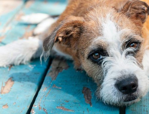 INTOLERANCIA A LA LACTOSA EN PERROS