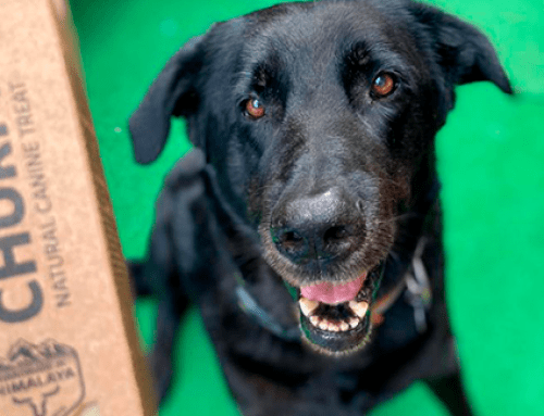 MEJORES SNACKS PARA PERROS