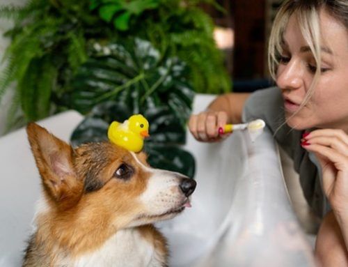 ¿CÓMO LIMPIAR LOS DIENTES DE MI PERRO?