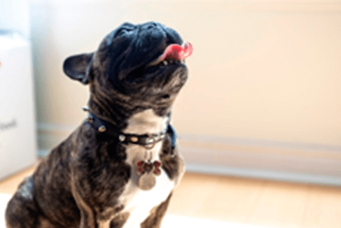 comida prohibida para perros