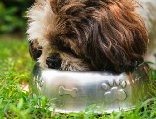 Los Perros y la Dieta BARF