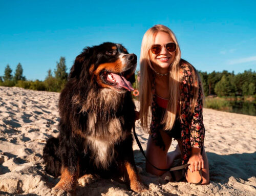 Cómo Proteger a tu Perro del Calor de Verano