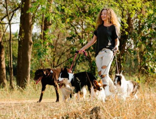 6 Sitios Para Pasear y Disfrutar con tu Perro  en Barcelona