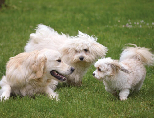 La Importancia del Juego en la Socialización Canina