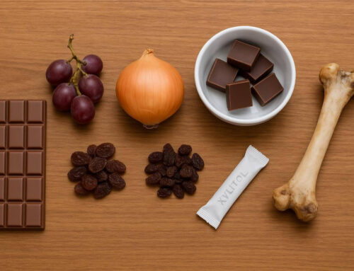 Alimentos comunes que son tóxicos para los perros