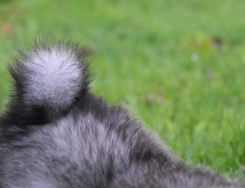 ¿Por qué Se Les Corta La Cola a los perros?