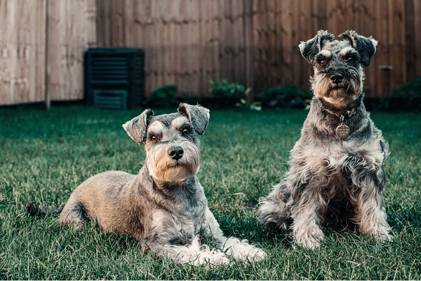 Tips for Introducing a Second Dog at Home