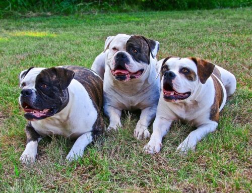 La Importancia De Elegir El Nombre De Tu Perro