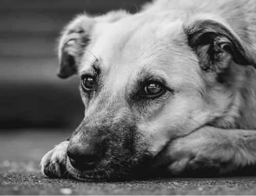 Perros y Petardos: Cómo Protegerlos
