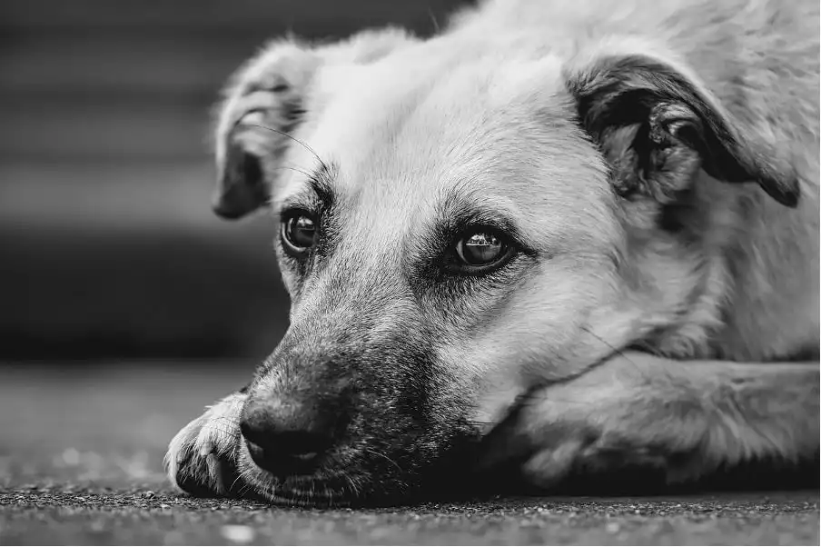 A dog lying on the ground