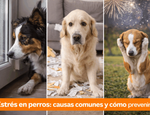 Estrés en perros: causas comunes y cómo prevenirlo