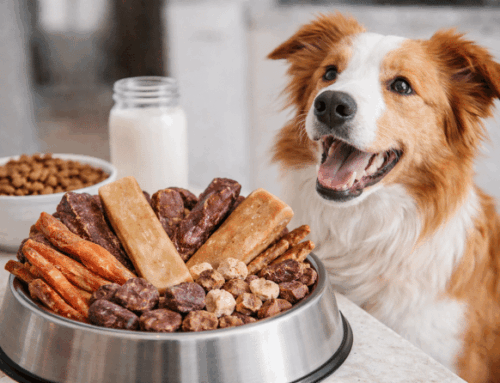 Beneficios de la proteína animal en la dieta de tu perro