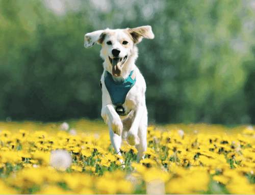 Snacks recomendados para perros con mucha energía