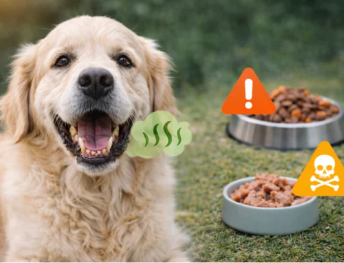 Mal aliento en perros: causas y soluciones