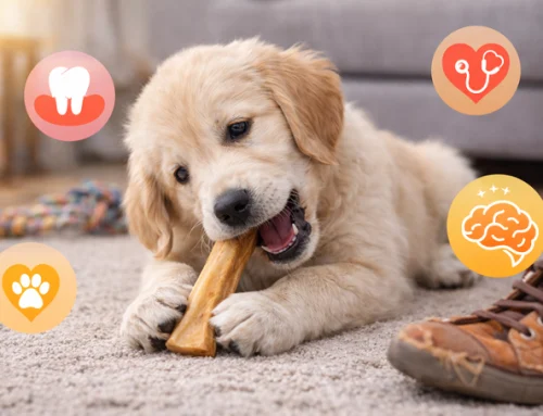 ¿Por qué los perros necesitan morder?